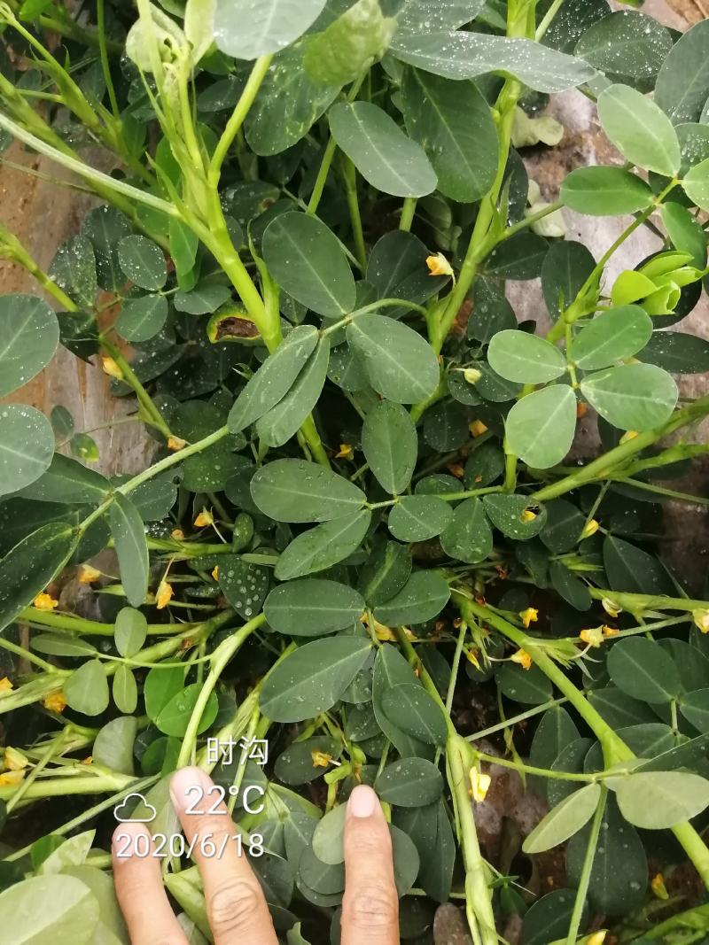 超高产花生鲁花超千斤