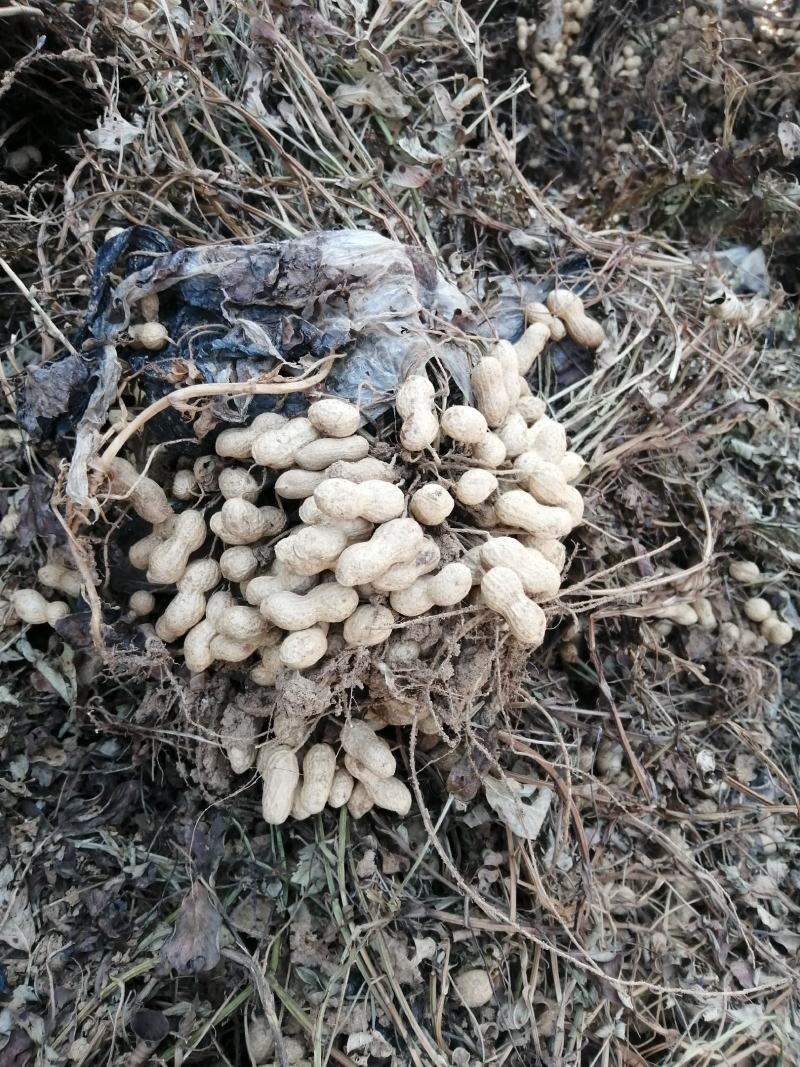 超高产花生鲁花超千斤