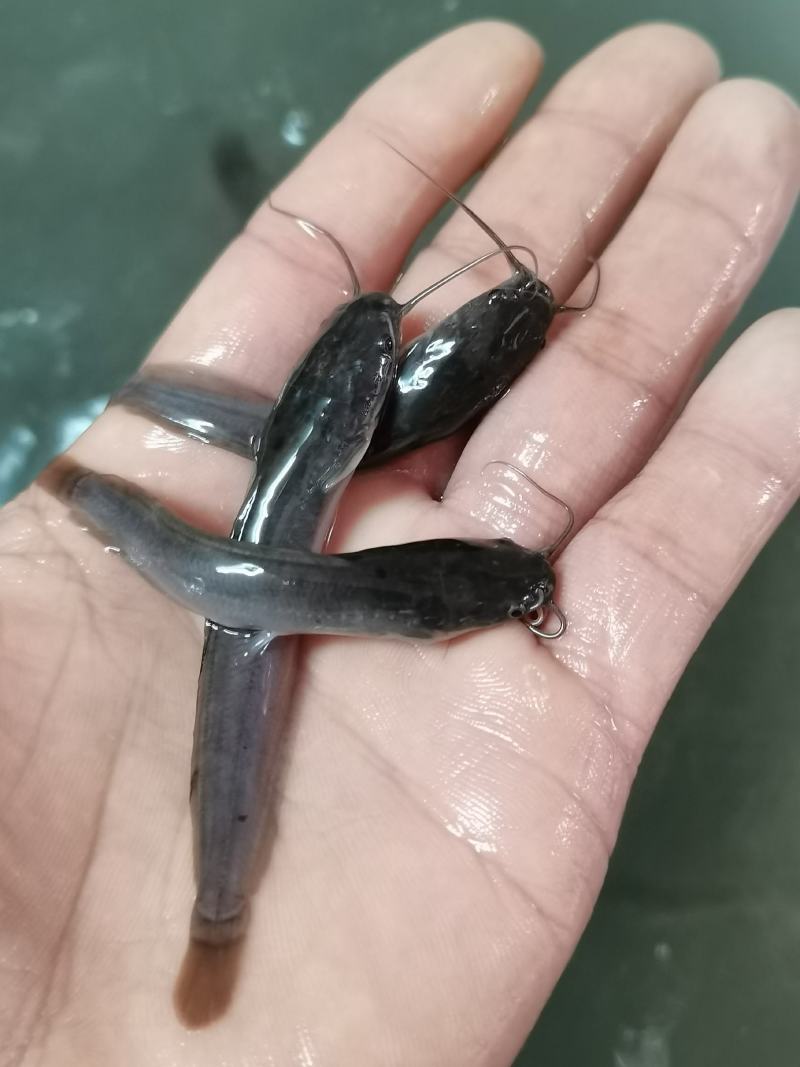 场地直销，杂交埃及苗苗，塘鲺鱼，大胡子埃及鱼苗，一手货源