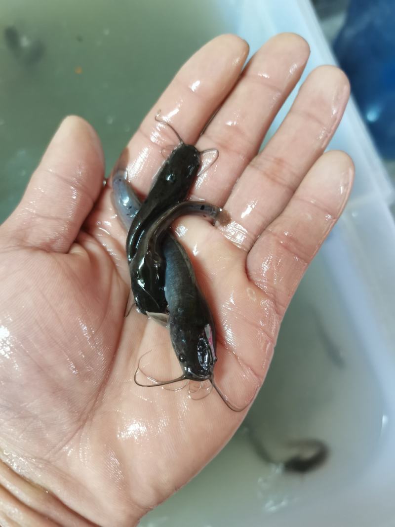 场地直销，杂交埃及苗苗，塘鲺鱼，大胡子埃及鱼苗，一手货源