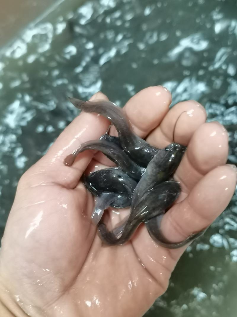 场地直销，杂交埃及苗苗，塘鲺鱼，大胡子埃及鱼苗，一手货源