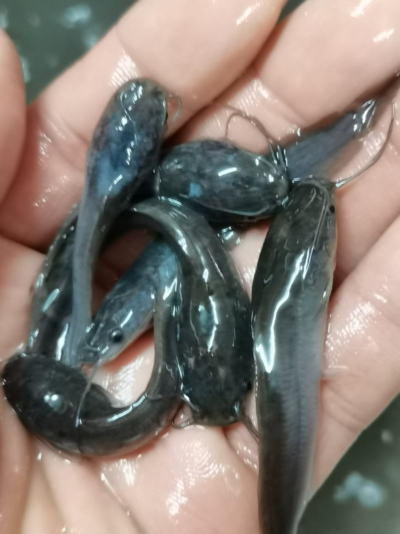 场地直销，杂交埃及苗苗，塘鲺鱼，大胡子埃及鱼苗，一手货源