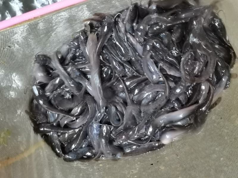 场地直销，杂交埃及苗苗，塘鲺鱼，大胡子埃及鱼苗，一手货源