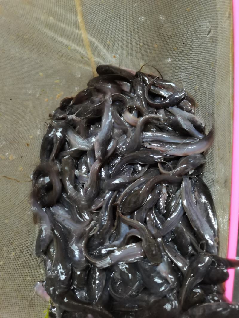 场地直销，杂交埃及苗苗，塘鲺鱼，大胡子埃及鱼苗，一手货源