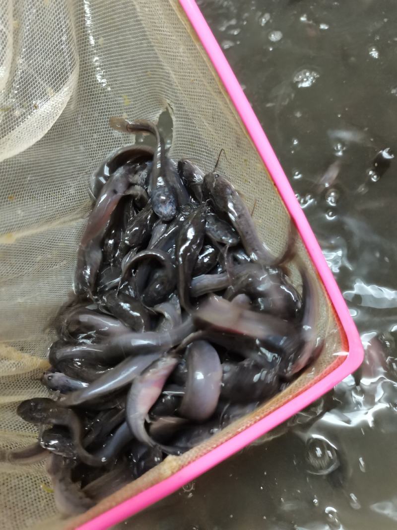 场地直销，杂交埃及苗苗，塘鲺鱼，大胡子埃及鱼苗，一手货源