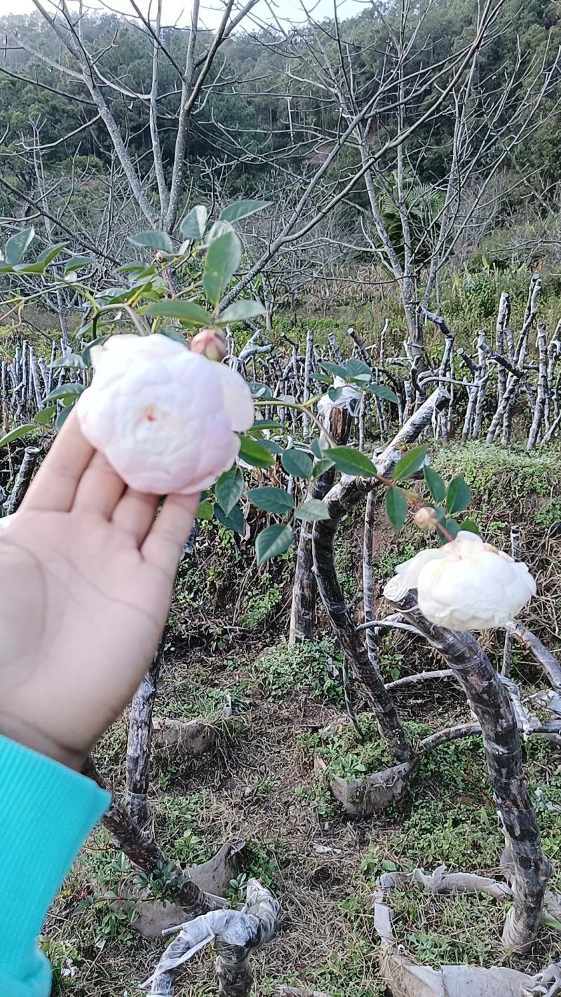 月季老桩，山木香基地直发一手货源成活率高