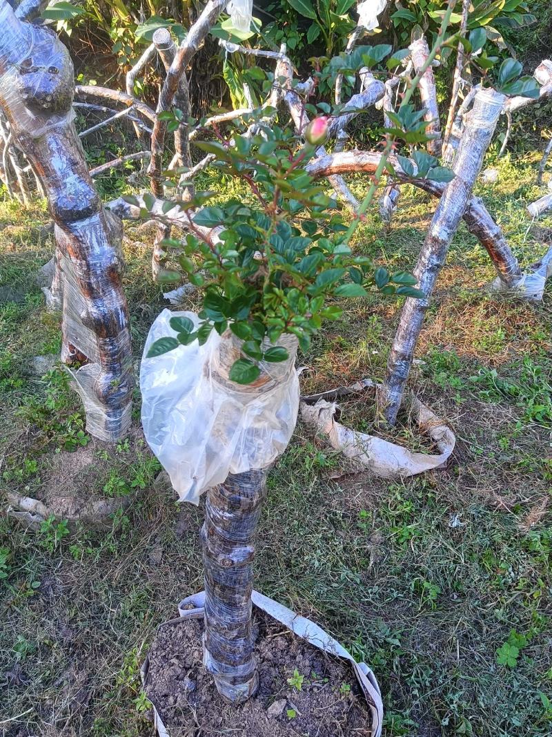 月季老桩，山木香基地直发一手货源成活率高