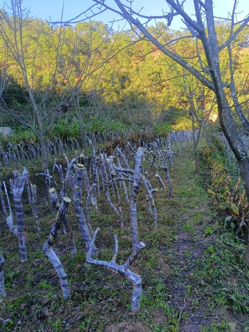 月季老桩，山木香基地直发一手货源成活率高