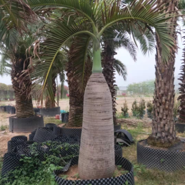 稀缺品种酒瓶椰子树种植基地苗农直销批发价格