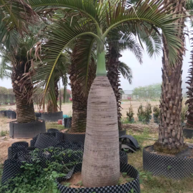 稀缺品种酒瓶椰子树种植基地苗农直销批发价格