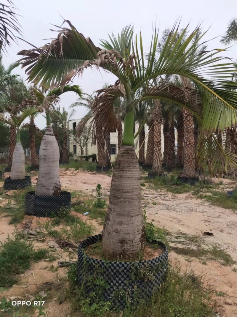 稀缺品种酒瓶椰子树种植基地苗农直销批发价格