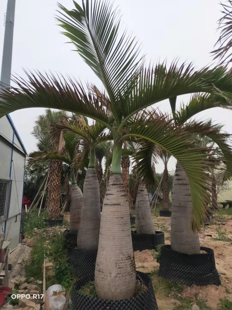 稀缺品种酒瓶椰子树种植基地苗农直销批发价格