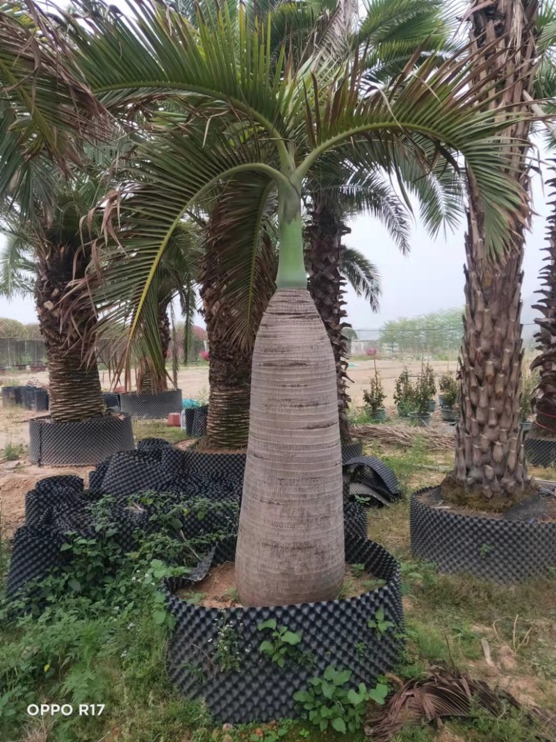稀缺品种酒瓶椰子树种植基地苗农直销批发价格
