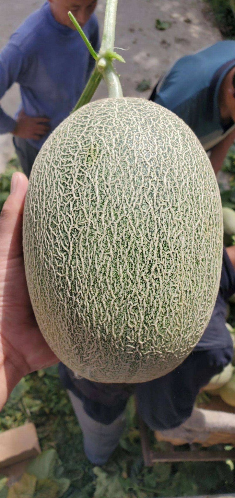【精品】西州蜜25晓蜜山东产地供应一手货源视频看货