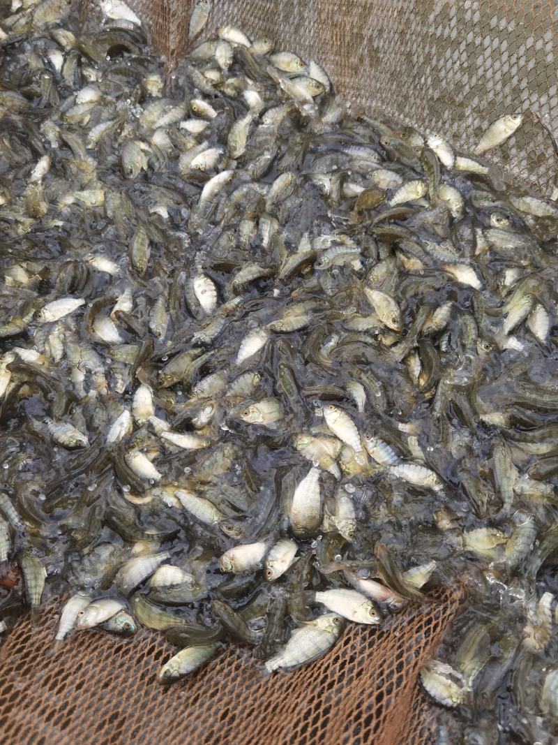 【海南一号】单性罗非鱼，产地直销，品质优良，欢迎前来选购