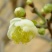刺梅花