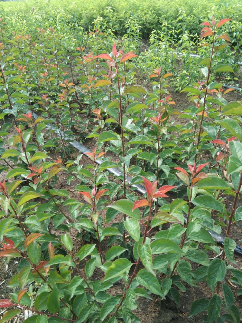 刺梅花
