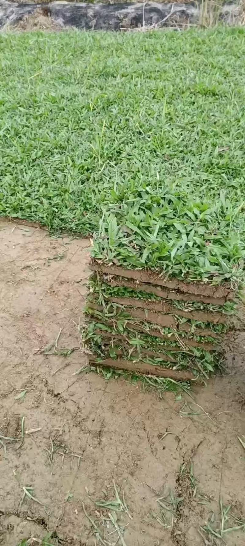 大叶油草，台湾草，马尼拉草