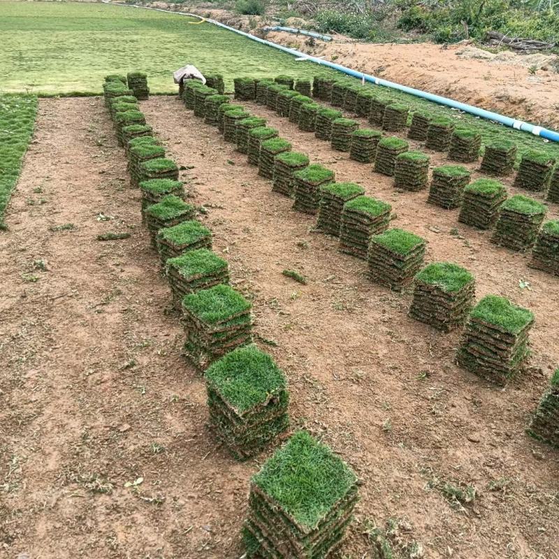 大叶油草，台湾草，马尼拉草