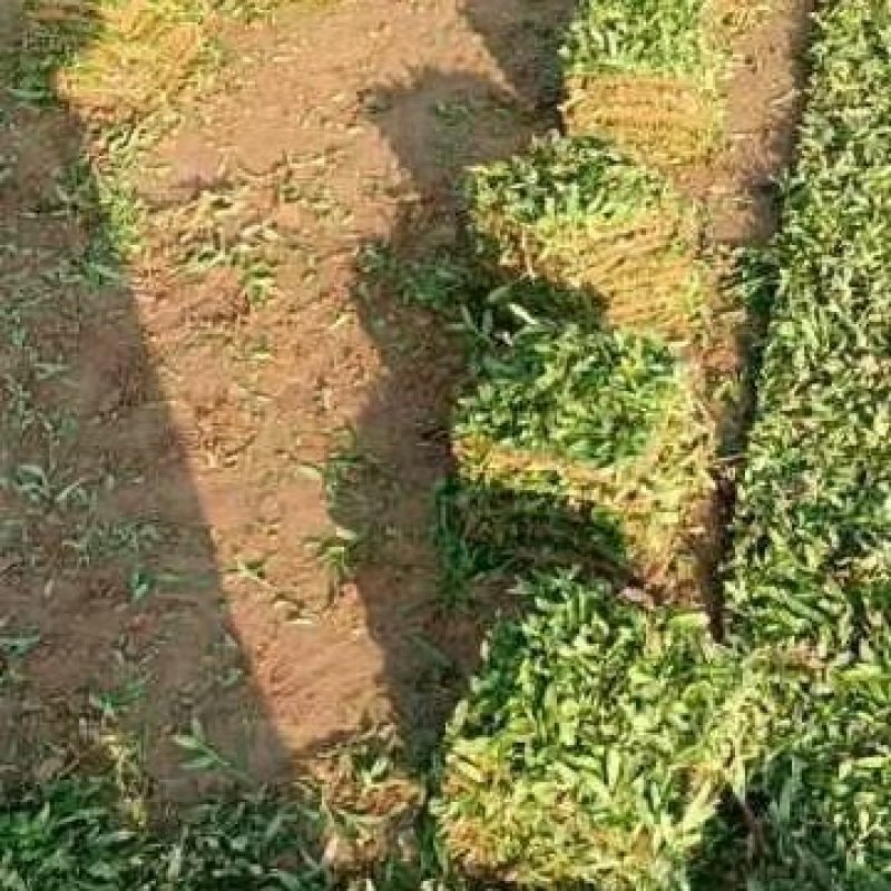 大叶油草，台湾草，马尼拉草