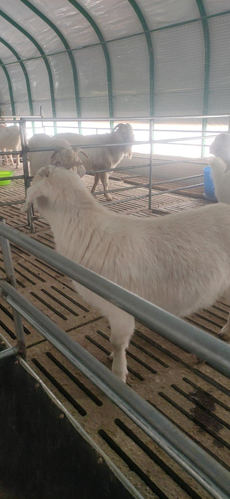 美国大白山羊公羊怀孕母羊羊羔活体小羊苗视频挑选包邮