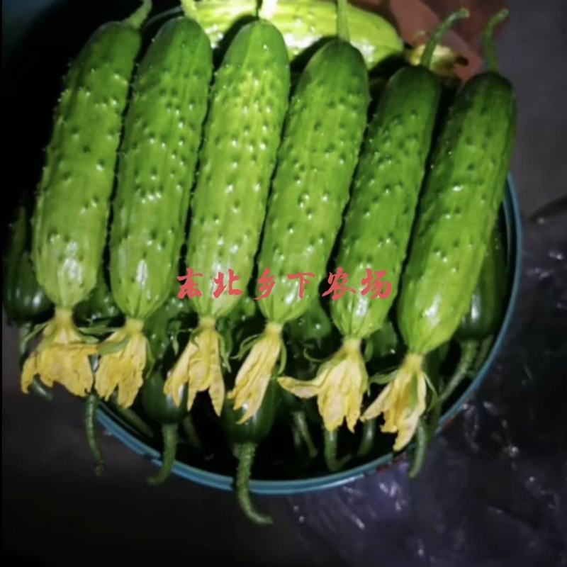 产地直发绥中旱黄瓜常年供货口感好耐运输鲜花带刺