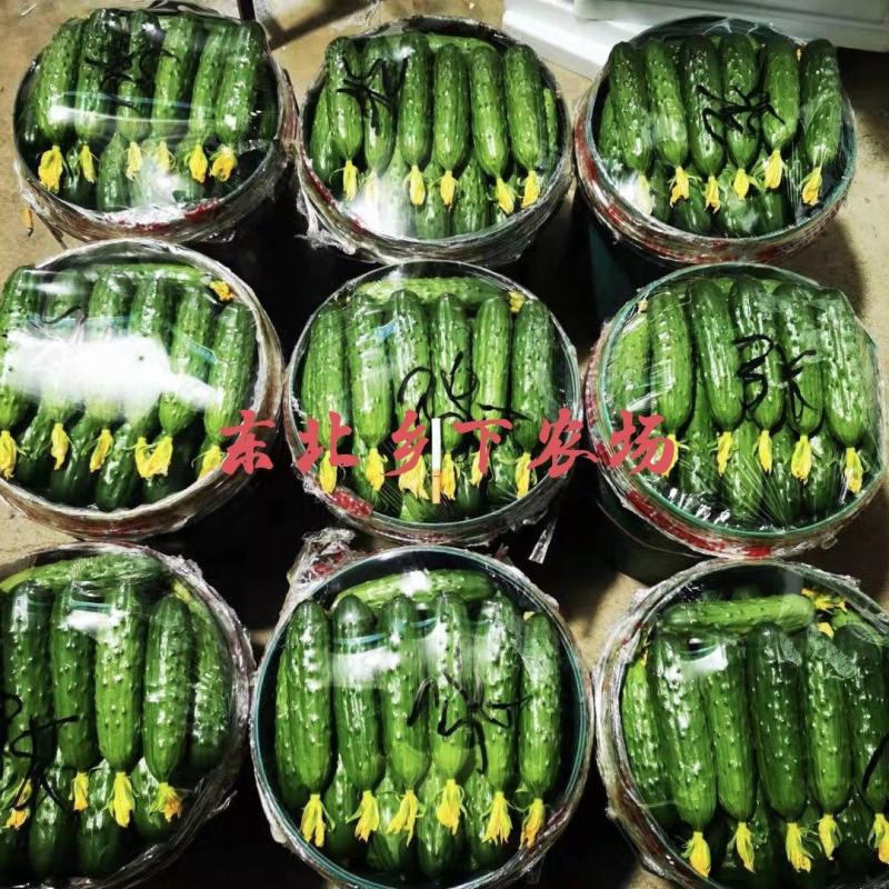 产地直发绥中旱黄瓜常年供货口感好耐运输鲜花带刺