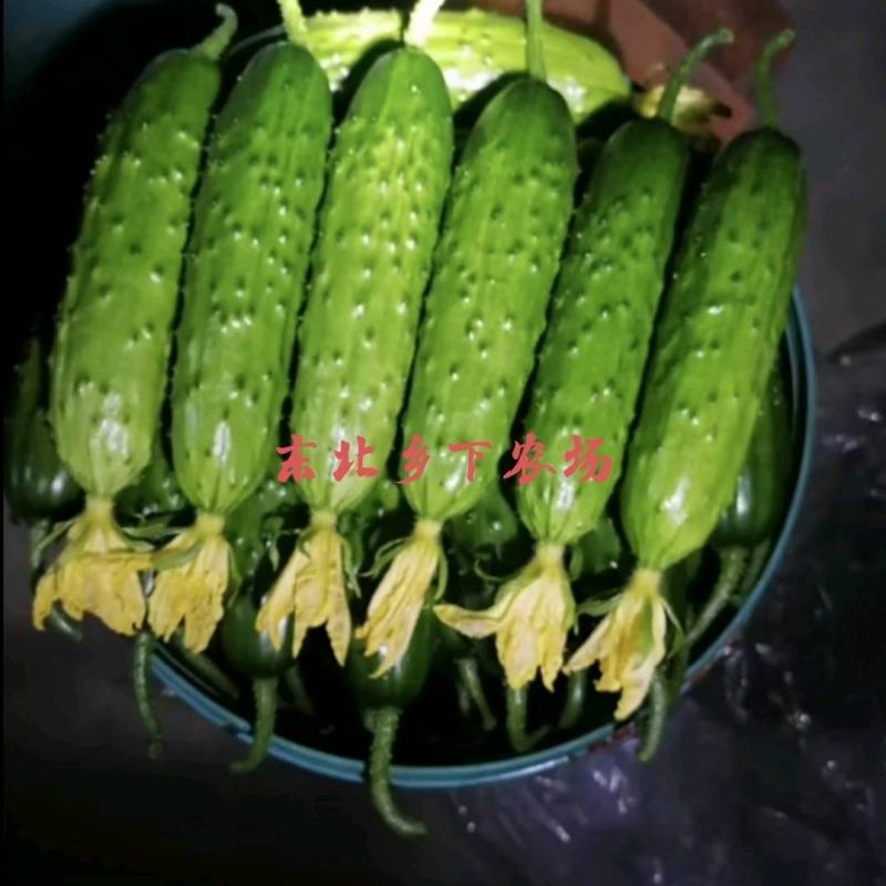 产地直发绥中旱黄瓜常年供货口感好耐运输鲜花带刺