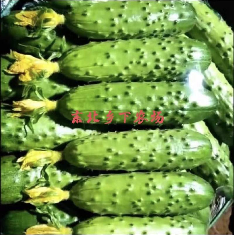 产地直发绥中旱黄瓜常年供货口感好耐运输鲜花带刺