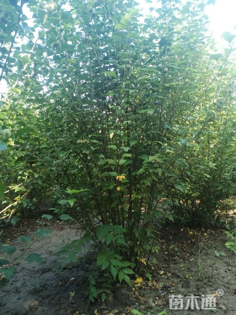 丛生木槿