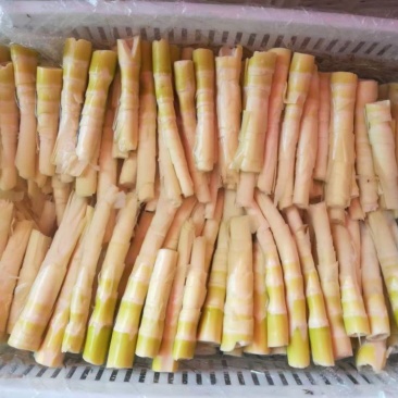 江华贺州姑婆山苦笋已准备上市，量大价格优惠，欢迎采购