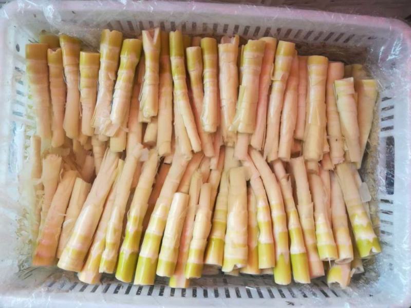 江华贺州姑婆山苦笋已准备上市，量大价格优惠，欢迎采购