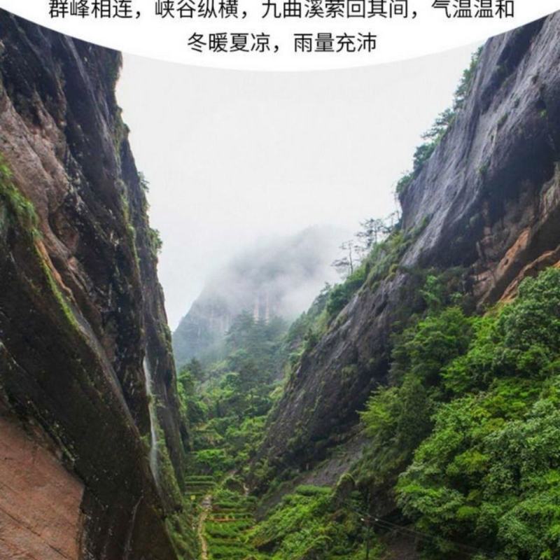 马头岩肉桂武夷岩茶碳焙乌龙一斤装60泡清香型