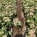 绿樱三角梅非常仙气的花色基地批发价常年供应