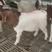 纯种波尔山羊公羊怀孕母羊活体小羊苗视频挑选货到付款