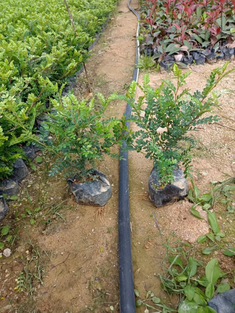 胡椒木苗基地直发包技术指导视频看货全国发货欢迎考察
