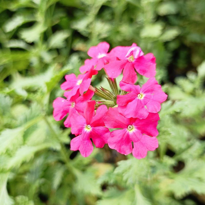 细叶美女樱杯苗，红蓝两色，200万棵，花卉基地直发