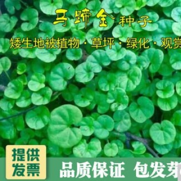 马蹄金种子草坪种子金钱草铜钱草牧草种子四季常青成坪速度快