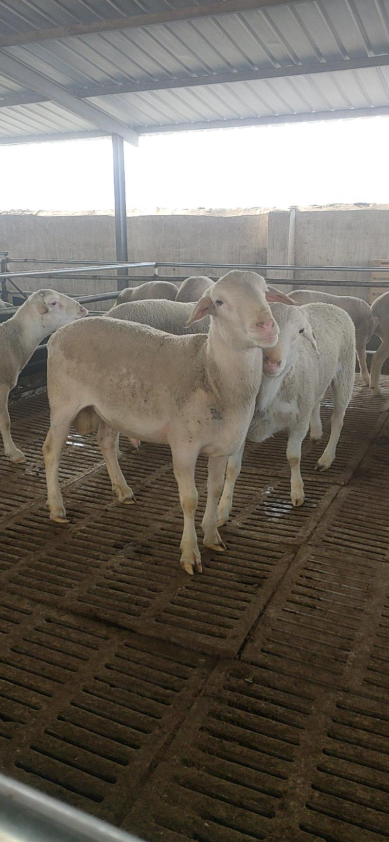 纯澳洲白种公羊怀孕母羊活体小羊羔量大优惠视频挑选