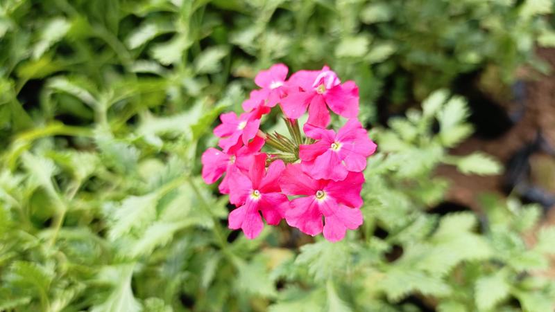 细叶美女樱杯苗，红蓝两色，200万棵，花卉基地直发