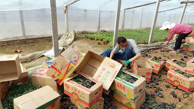 细叶美女樱杯苗，红蓝两色，200万棵，花卉基地直发