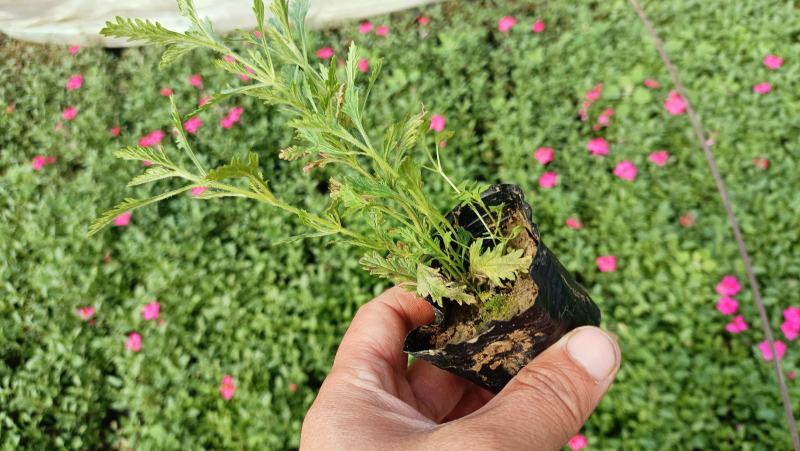 细叶美女樱杯苗，红蓝两色，200万棵，花卉基地直发