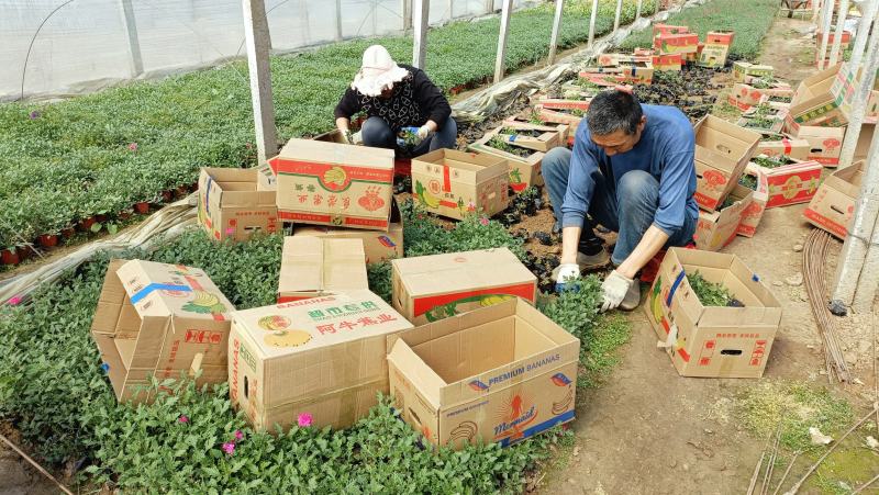 细叶美女樱杯苗，红蓝两色，200万棵，花卉基地直发