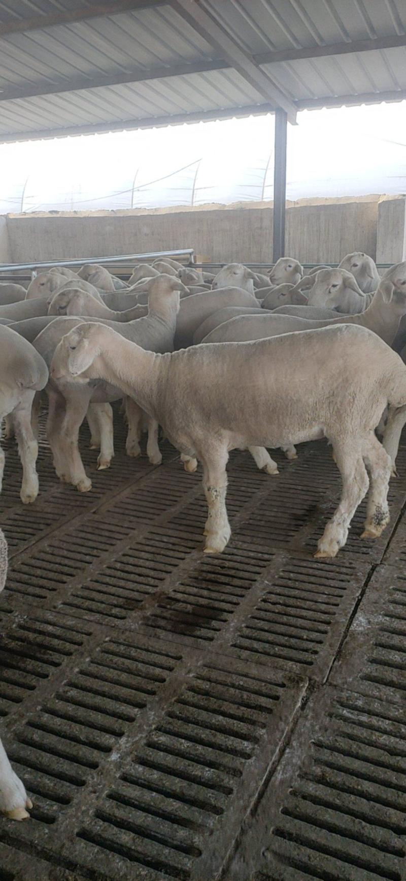 纯澳洲白种公羊怀孕母羊活体小羊羔量大优惠视频挑选