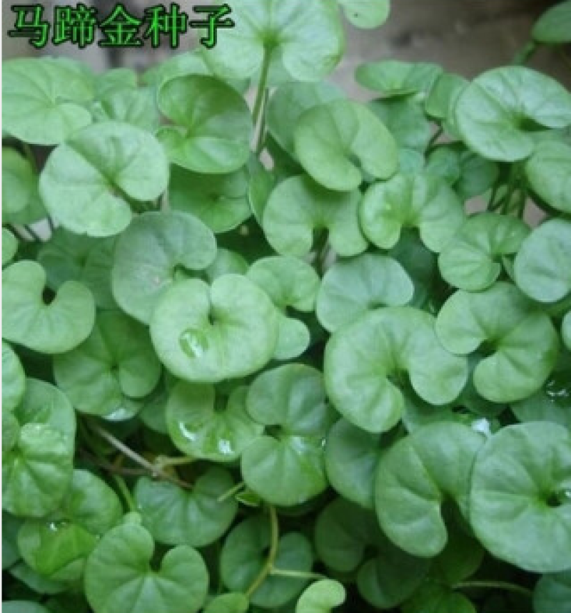 马蹄金种子草坪种子金钱草铜钱草牧草种子四季常青成坪速度快