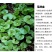 马蹄金种子草坪种子金钱草铜钱草牧草种子四季常青成坪速度快