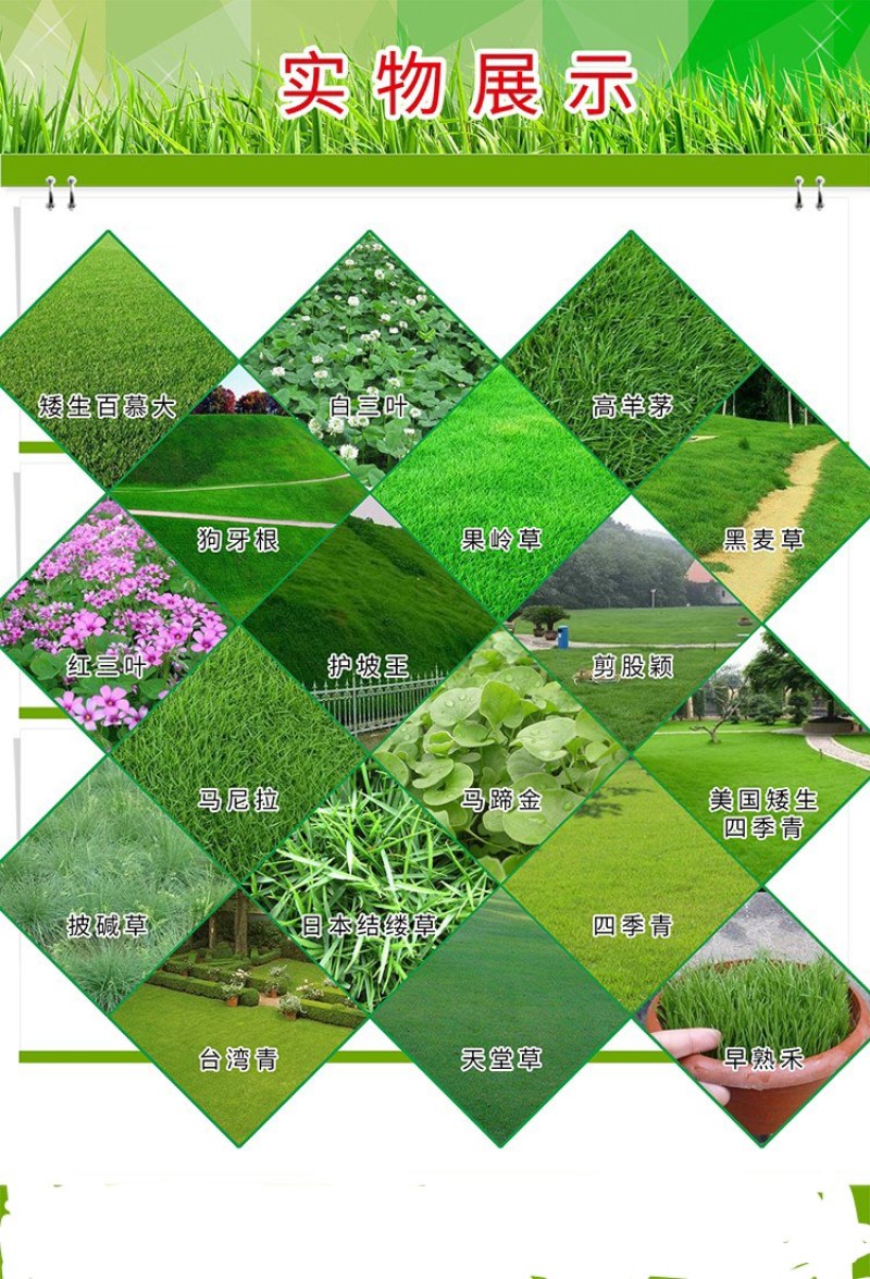 马蹄金种子草坪种子金钱草铜钱草牧草种子四季常青成坪速度快
