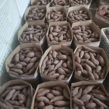 新鲜红薯