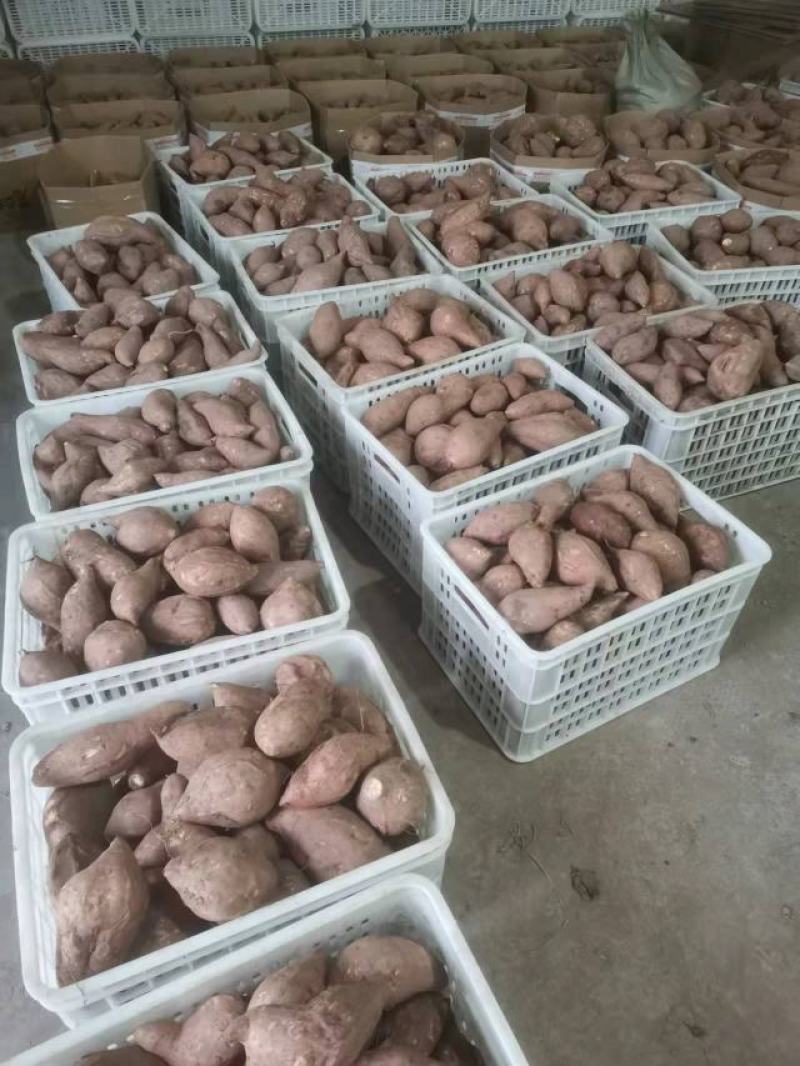 新鲜红薯
