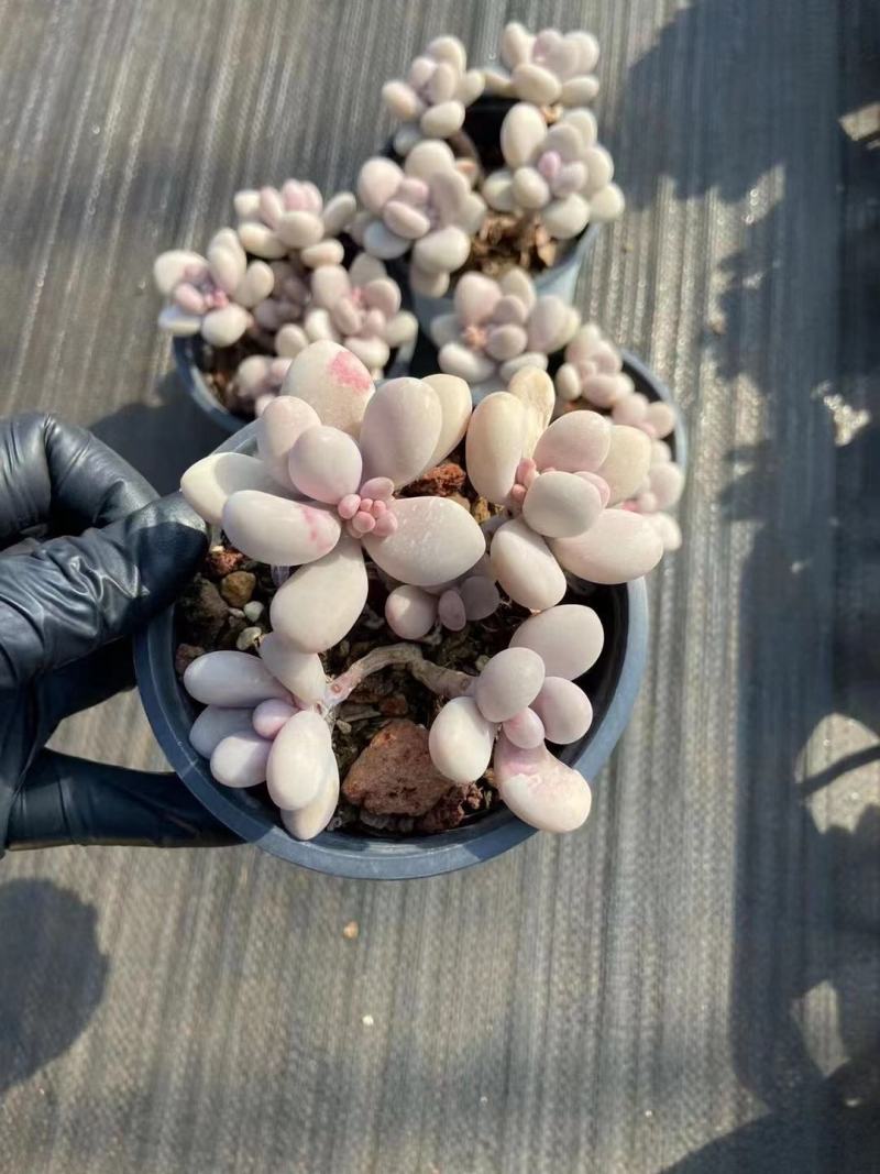 桃蛋整桩无砍110杯桃蛋基地桃蛋多肉